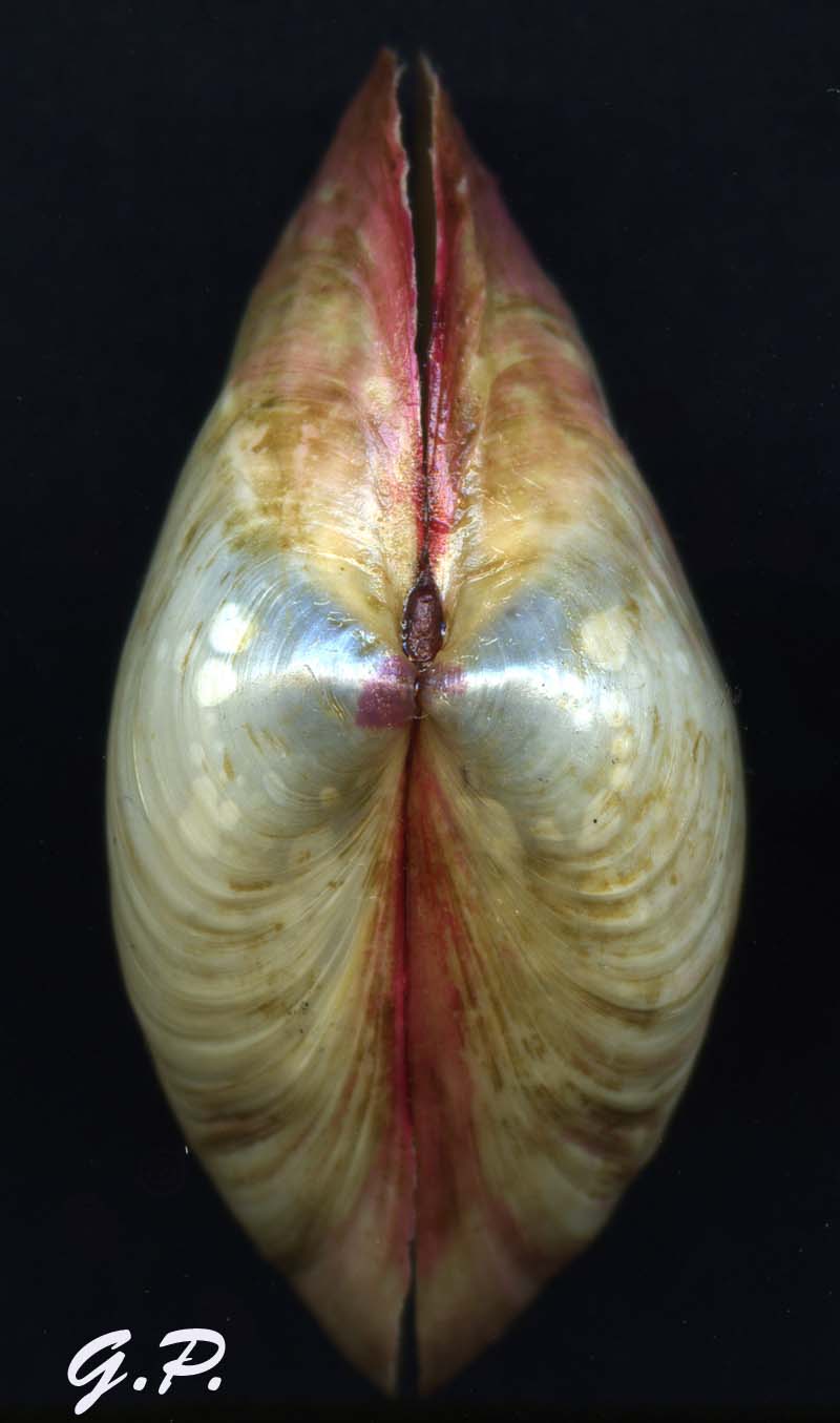 Aiuto per determinare